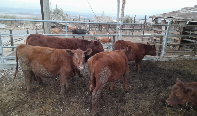 Picture of sacrifical red heifers deemed blemishless in an enclosure in the occupied West Bank.